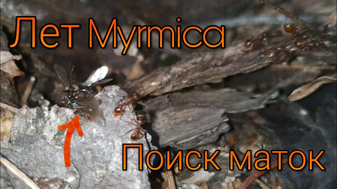 Долгожданный лет Myrmica sp.! Поиск маток!