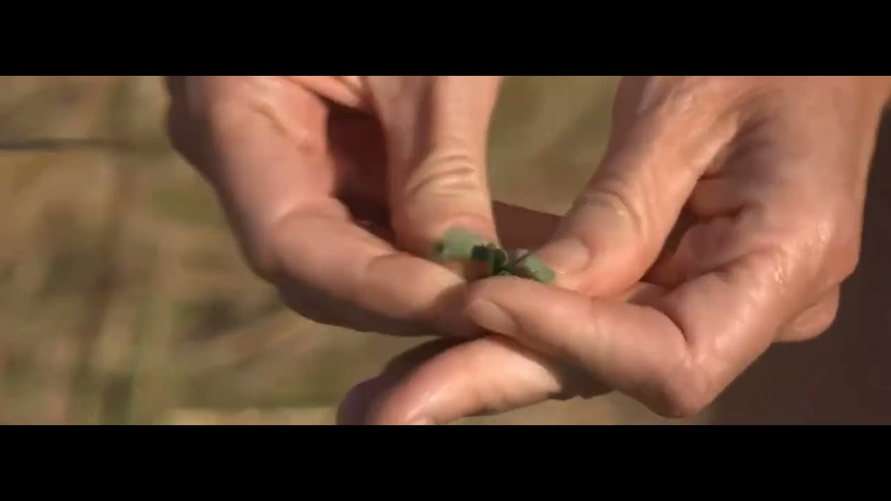Using Devil's Thorn to make soap out in the bush