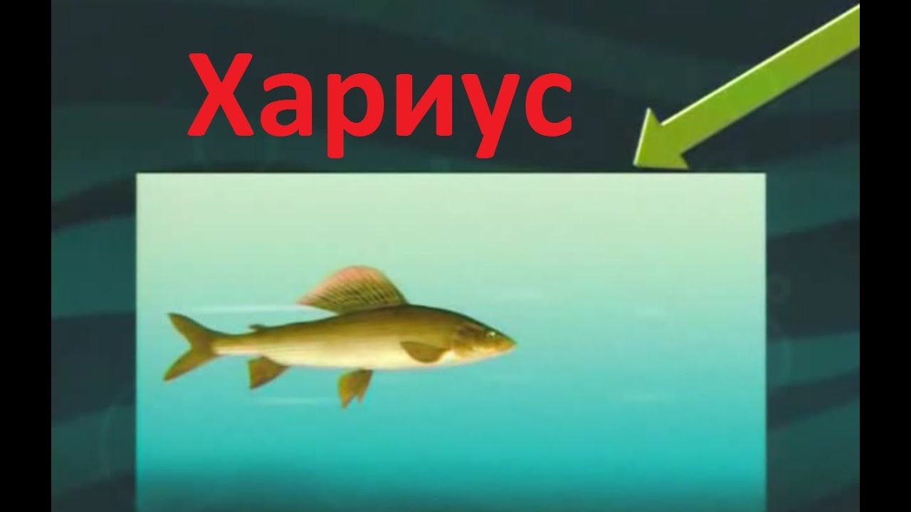 Диалоги о рыбалке  -4- Хариус  Таймень