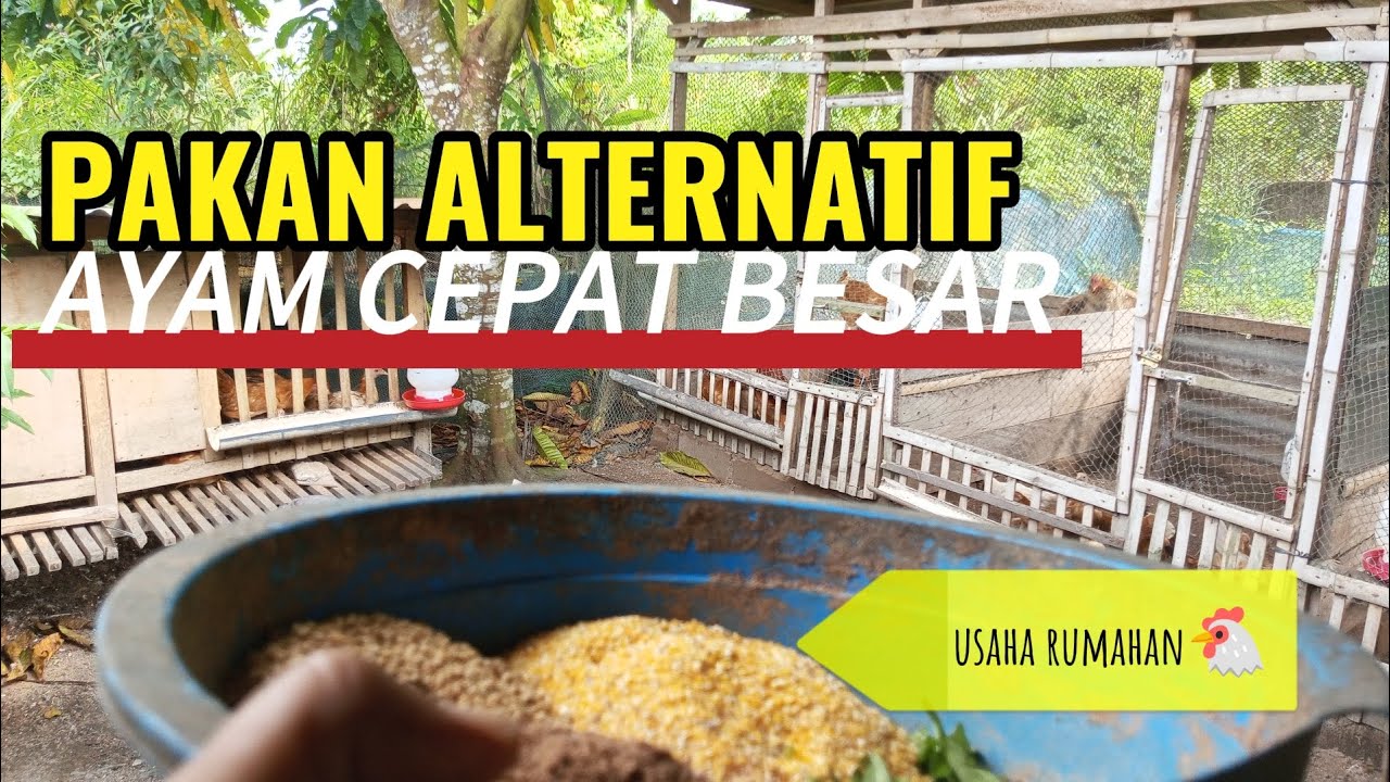 Pelihara ayam kampung biaya murah !! 👉Pakan alternatif 👍Solusi pakan mahal