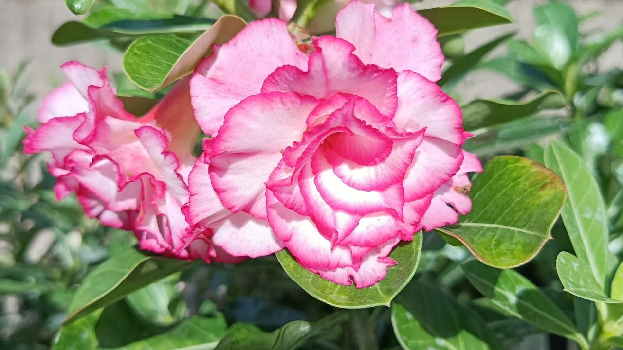 Oi gente, vamos aprender a fazer polinização nas rosas do deserto 
