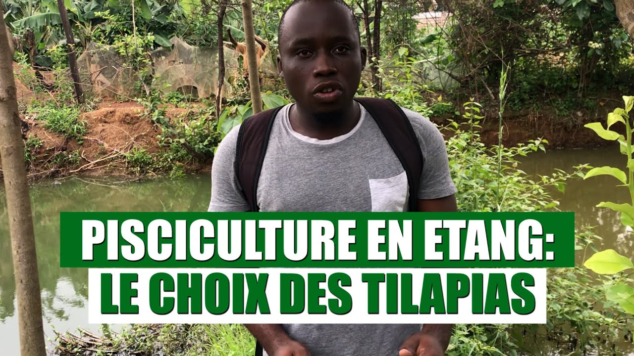 PISCULTURE EN ETANG   LE CHOIX DES TILAPIAS