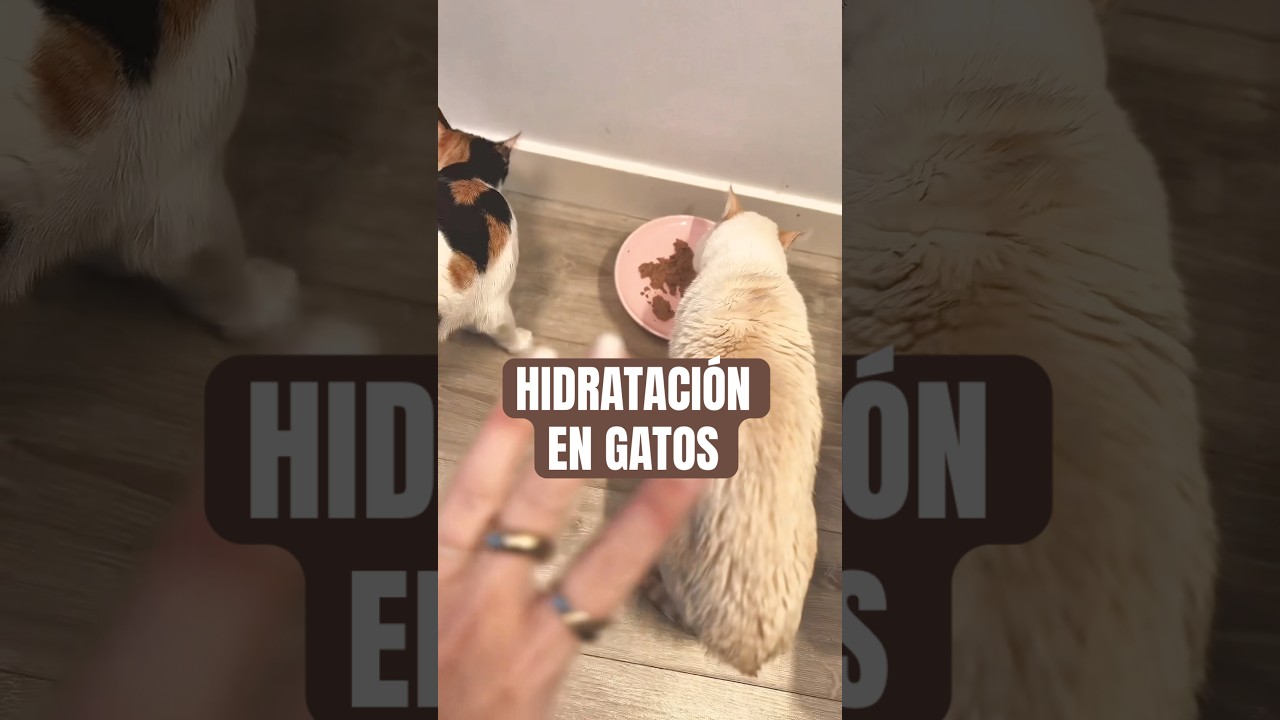 GATO HIDRATADO por la comida y no poder beber mucha agua. 