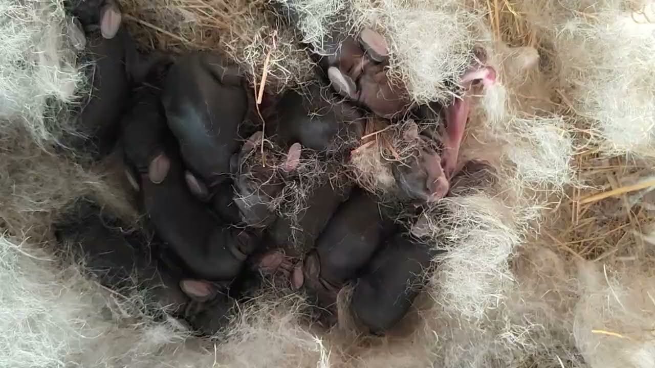 Coelhinhos 🐇🐇🐇 acabados de nascer 😍❤️ tão fofos 🐰💓#animais #nature #coelho