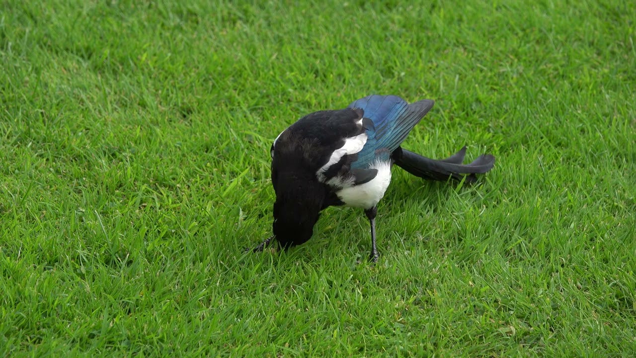 Young Magpie trying to shell a peanut