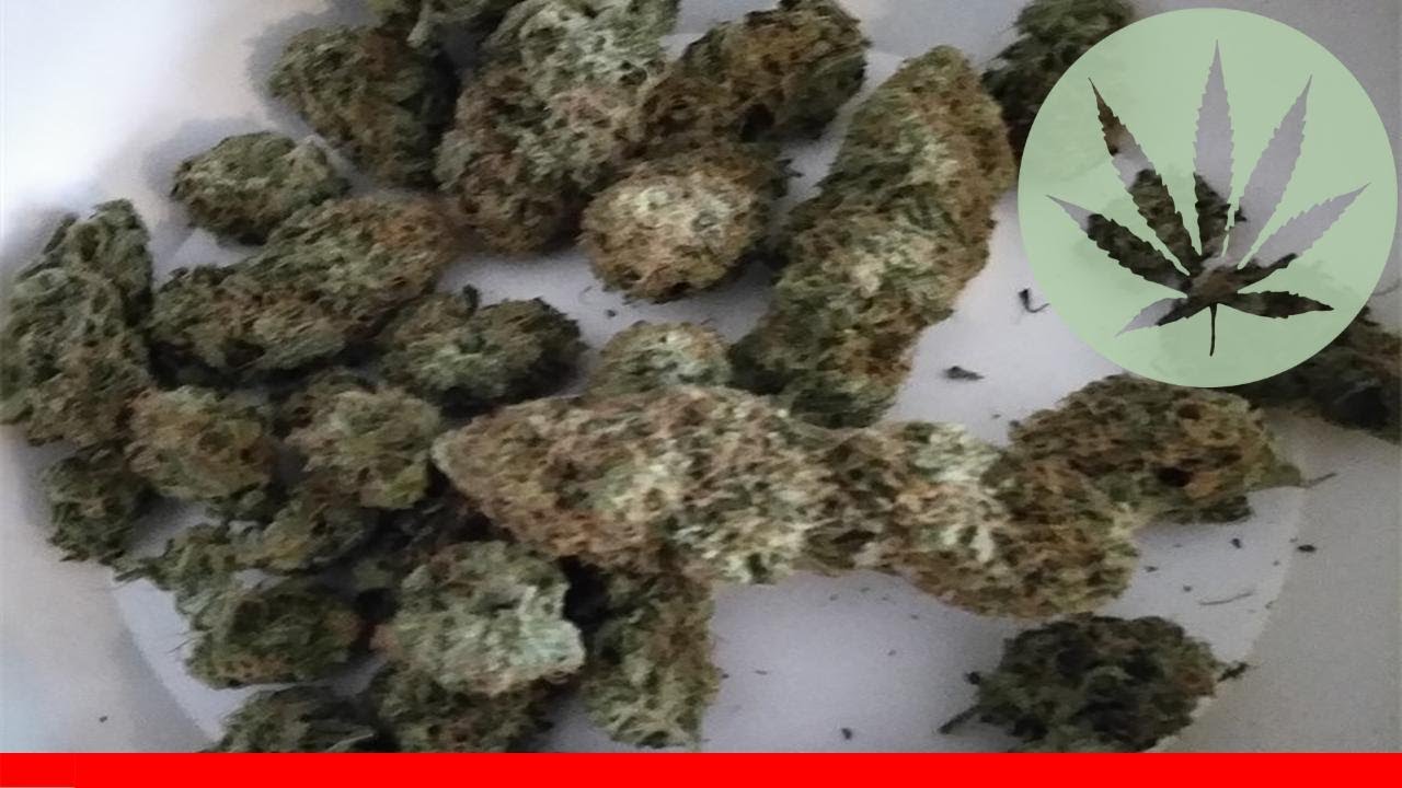 Mango Dream - All About This Strain