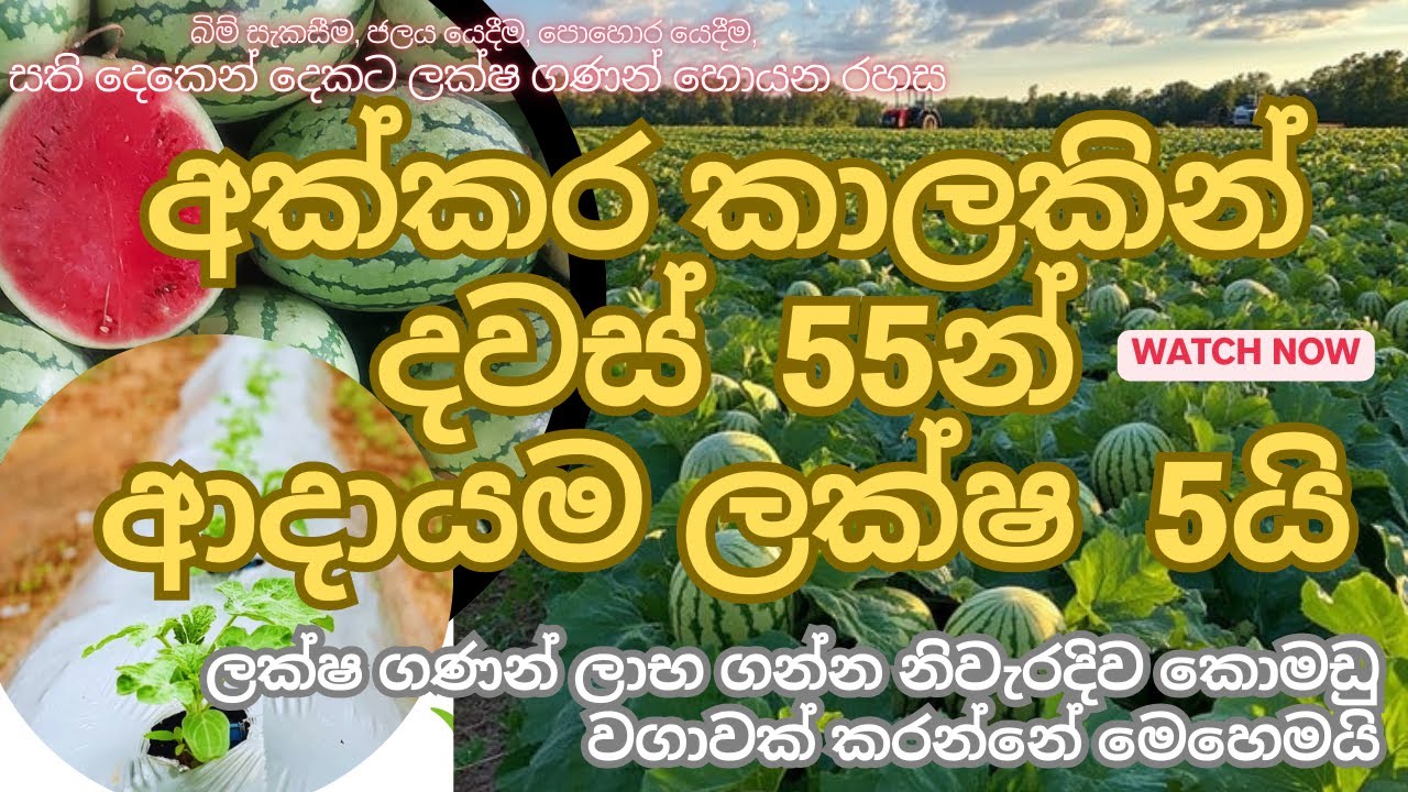 සති දෙකෙන් දෙකට ලක්ෂ ගණන් හොයන රහස Water Melon Cultivation #agriculture #watermelon #money #srilanka