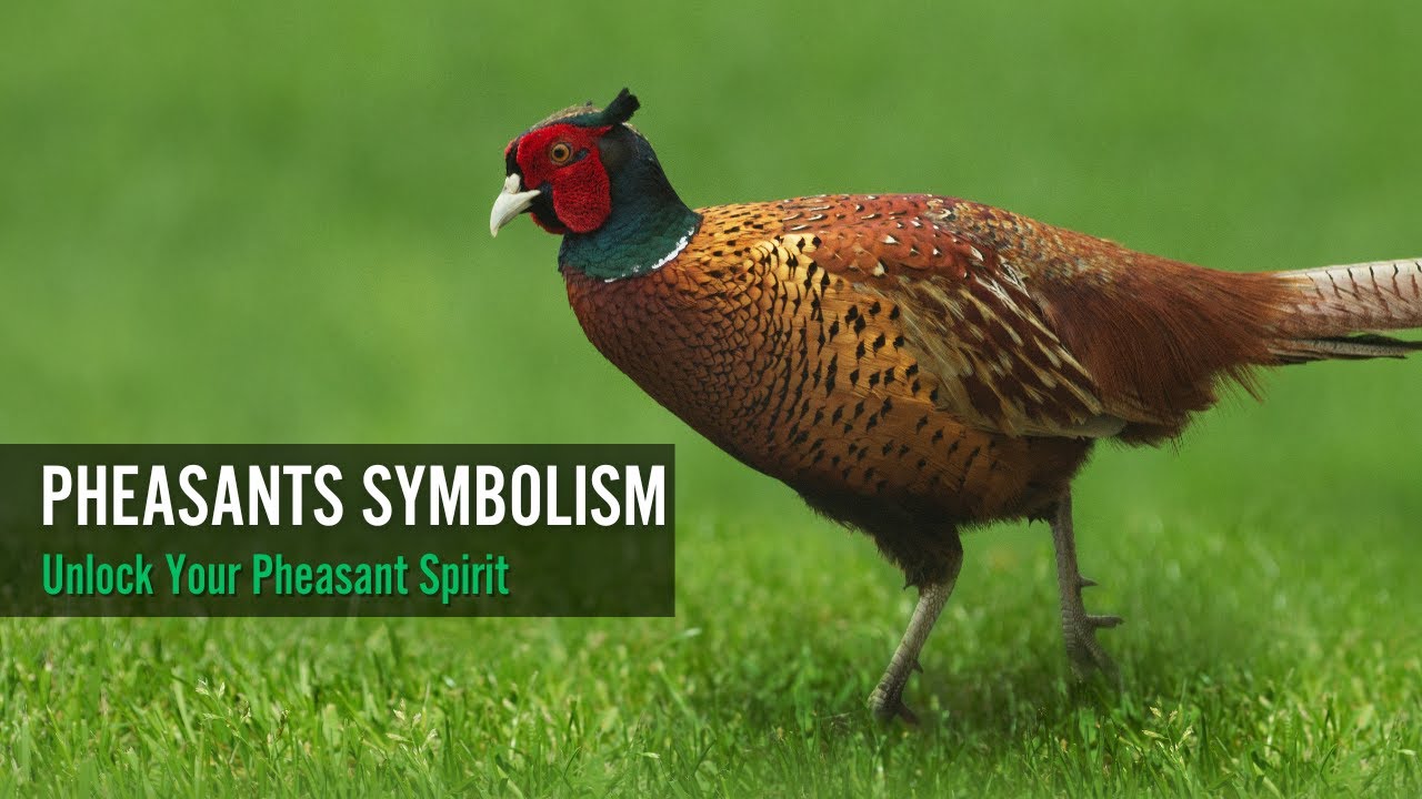 The Pheasant's Plumage: Symbolism and Spirit in Feathers and Flight