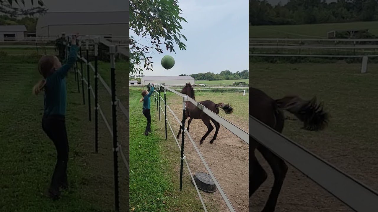 Horse Foal Plays With A Ball || ViralHog