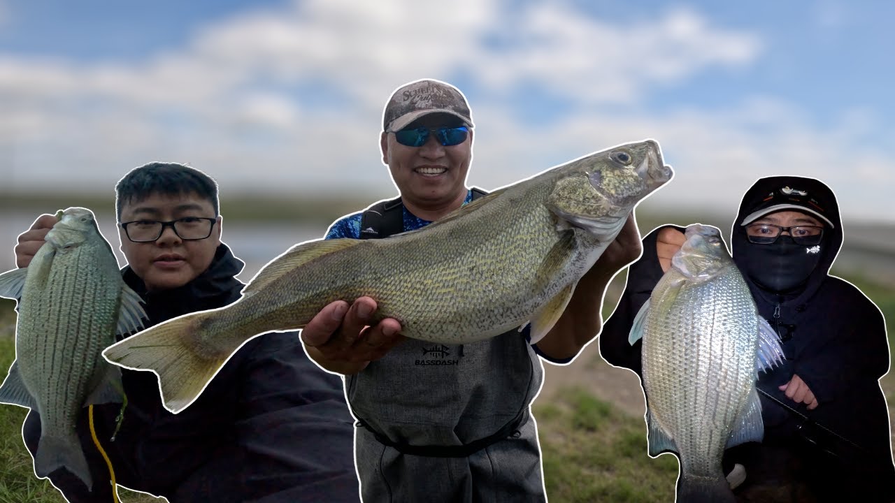 Summer White Bass & Walleye Fishing - Devils Lake, North Dakota