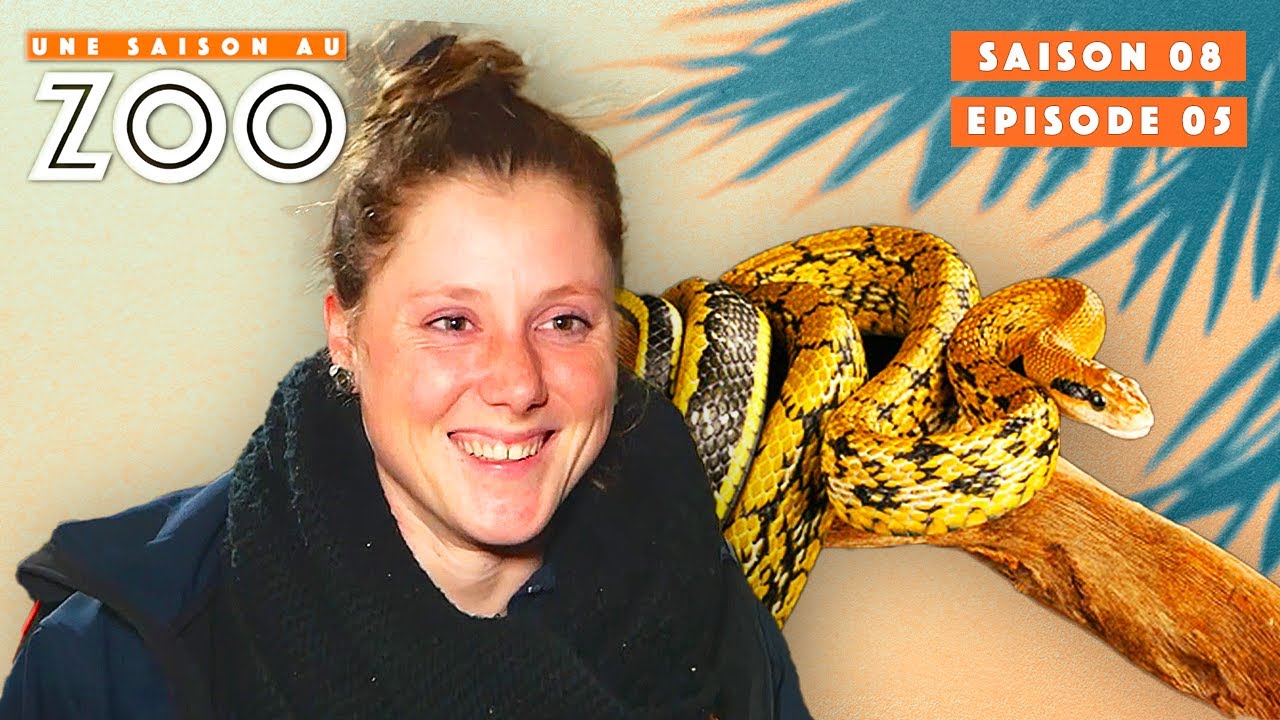 Charlotte aide un Serpent à Muer ! | S08EP05 | Émission | Une Saison Au Zoo