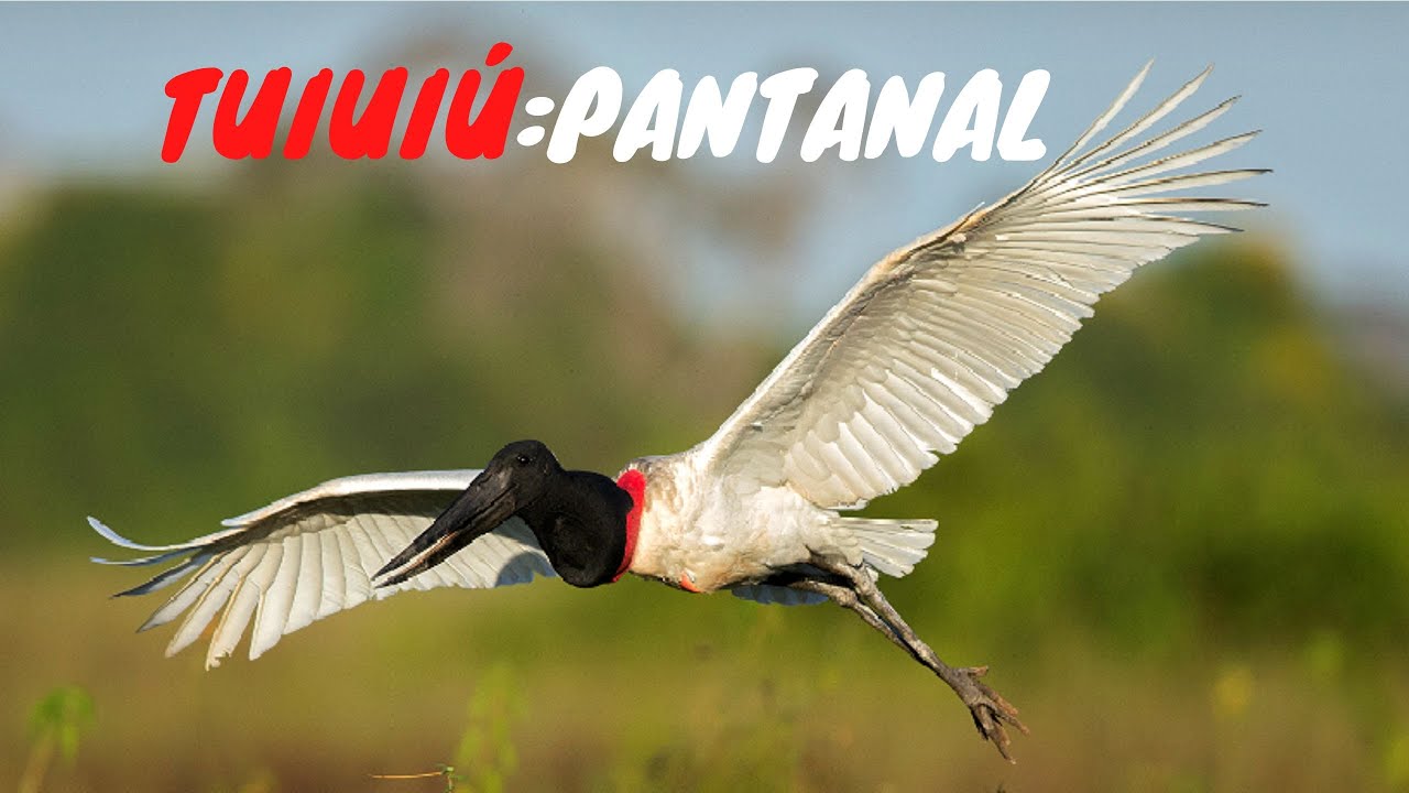 TUIUI&Uacute;: A AVE S&Iacute;MBOLO DO PANTANAL!