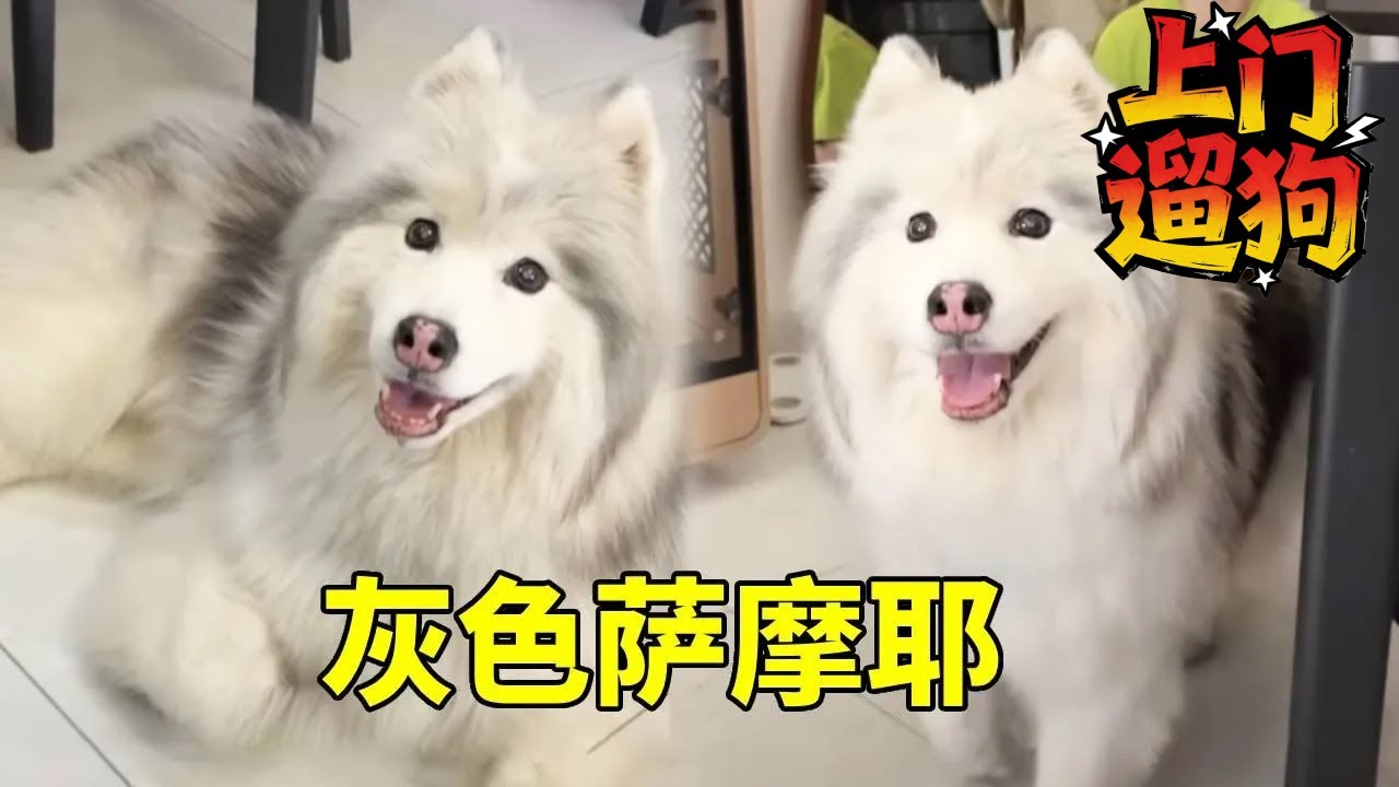 上门遛狗犯迷糊！灰色 “萨摩耶” 让人困惑：是阿拉斯加吗？眼睛竟像哈士奇！【疯铲姐妹】