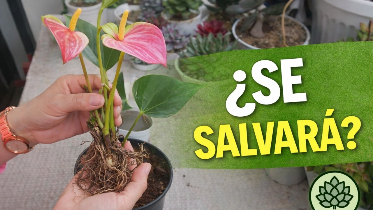 Trasplante de Anturio: ¿Así se salvan sus raíces?🌿😱