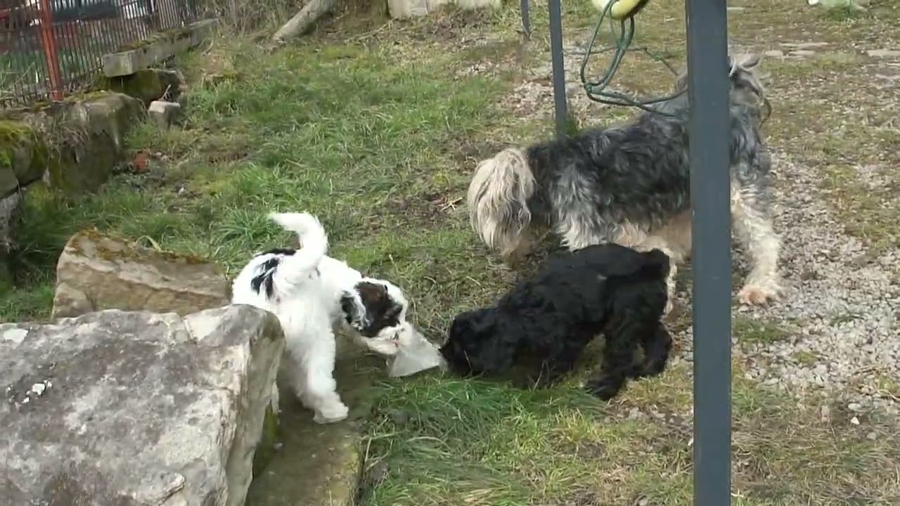 Tibet Terrier von der Ingoklippe
