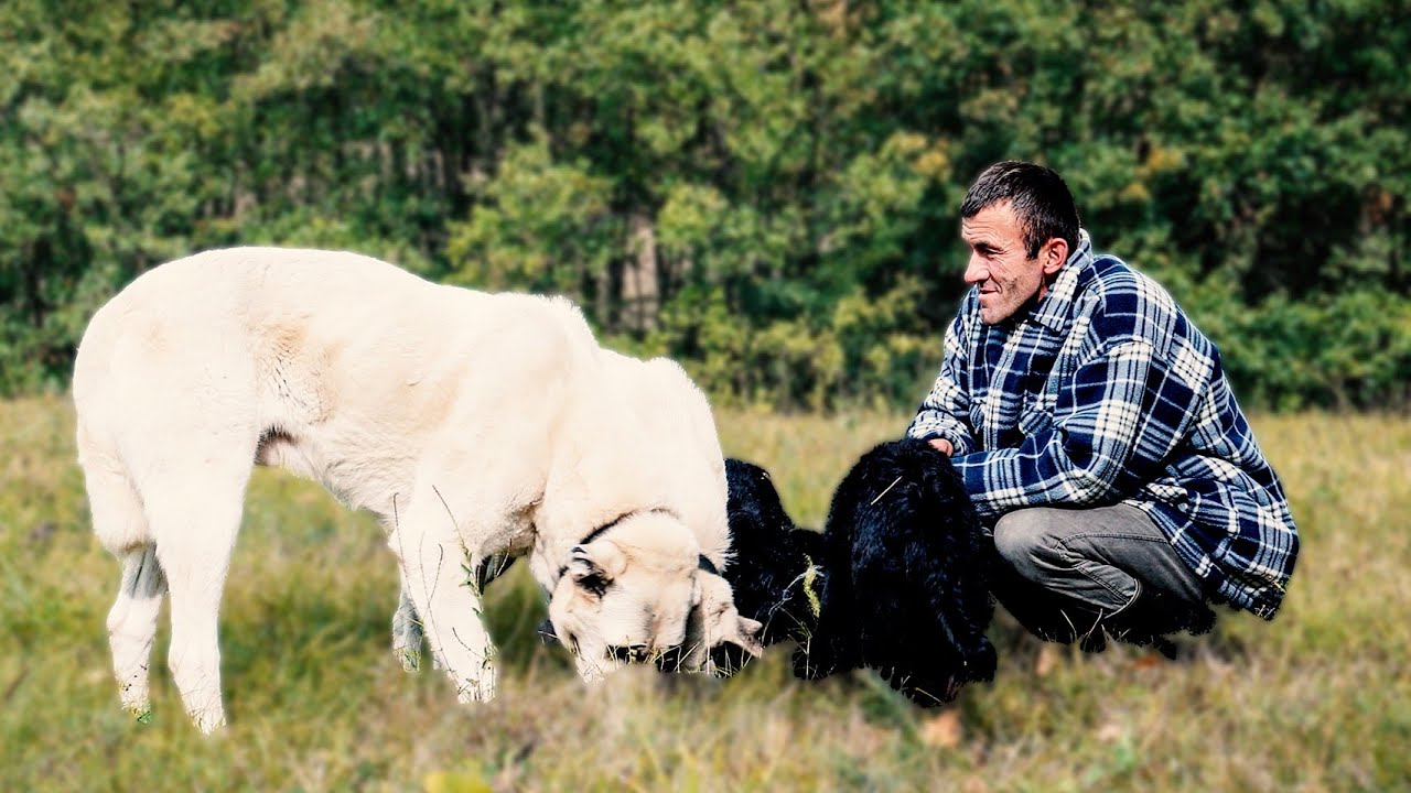 Ovaj nema cijene! NI PET NI DESET, NE MOŽEŠ GA PLATITI!