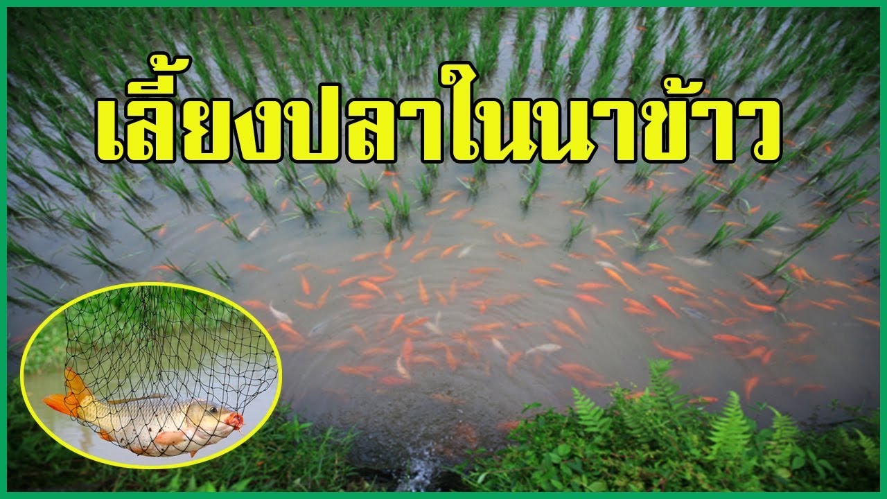 เลี้ยงปลาในนาข้าว | สร้างรายได้ เพิ่มปุ๋ยให้นา | แบบละเอียด |