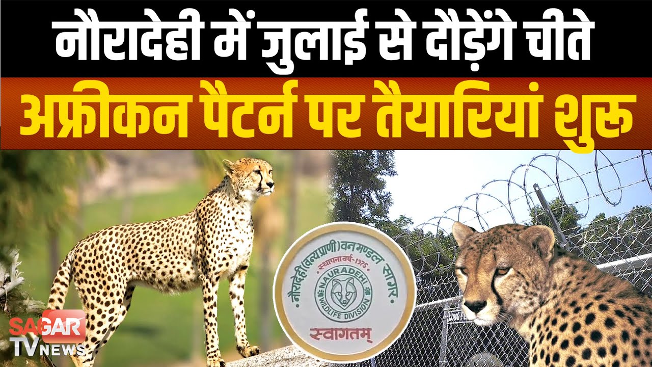 Sagar - नौरादेही में जुलाई से रफ्तार भरेंगे चीते, अफ्रीकन जालियों से बन रहे बाड़े |SAGAR TV NEWS|