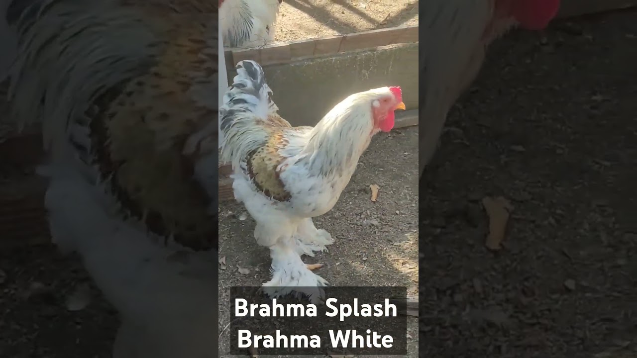Brahma Splash         Brahma White