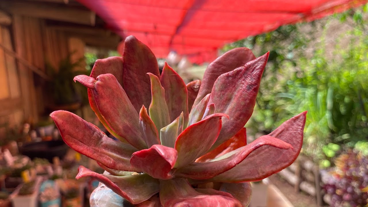 SUCULENTAS PROTEGIDAS NO VERÃO SAIBA A DIFERENÇA ENTRE O SOMBRITE VERMELHO E O SOMBRITE PRETO. 