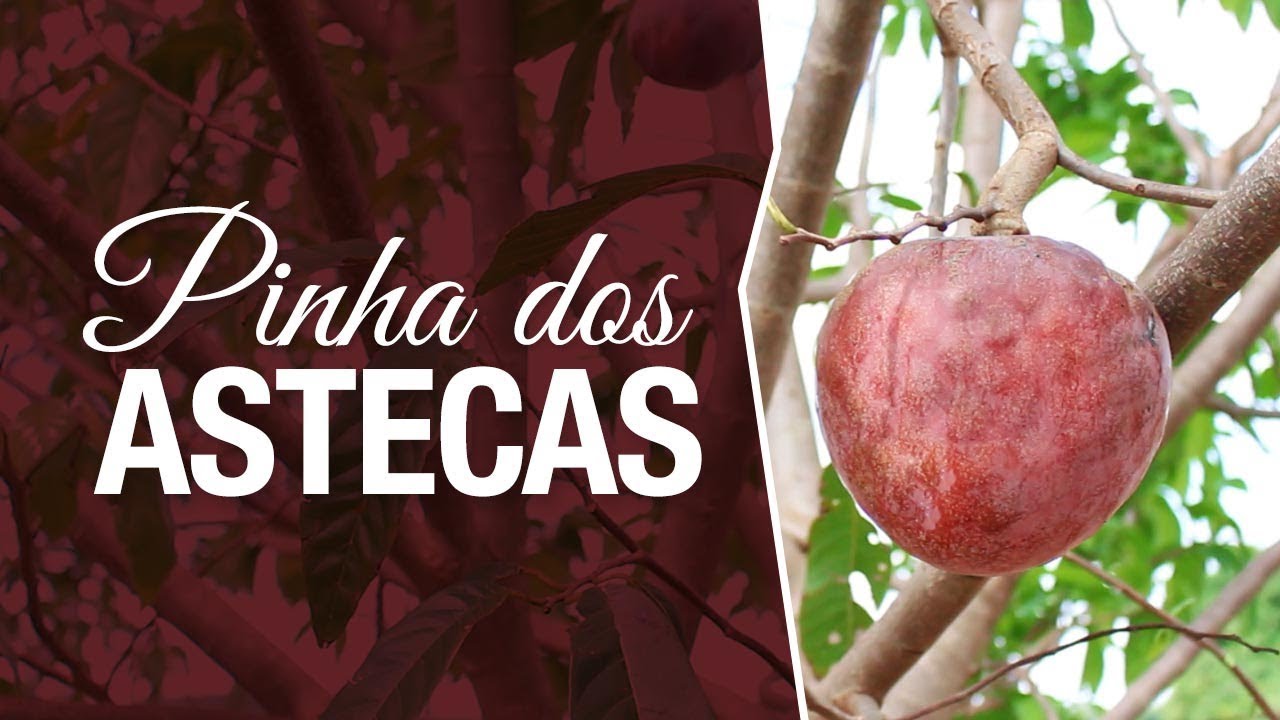 Conheça a Fruta Sagrada Pinha Vermelha Asteca (Annona reticulata 