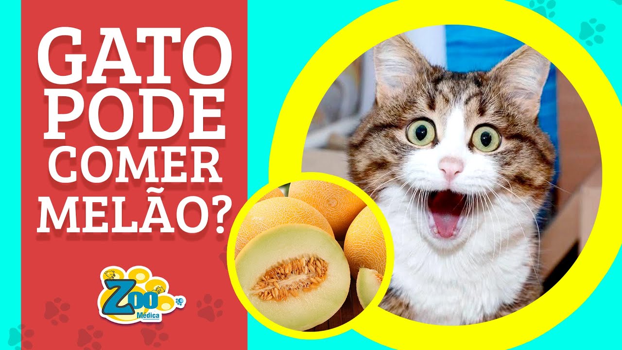 Mel&atilde;o para Gato. GATO PODE COMER MEL&Atilde;O? Mel&atilde;o &eacute; t&oacute;xico pra Gato? Entenda sobre essa fruta HOJE!