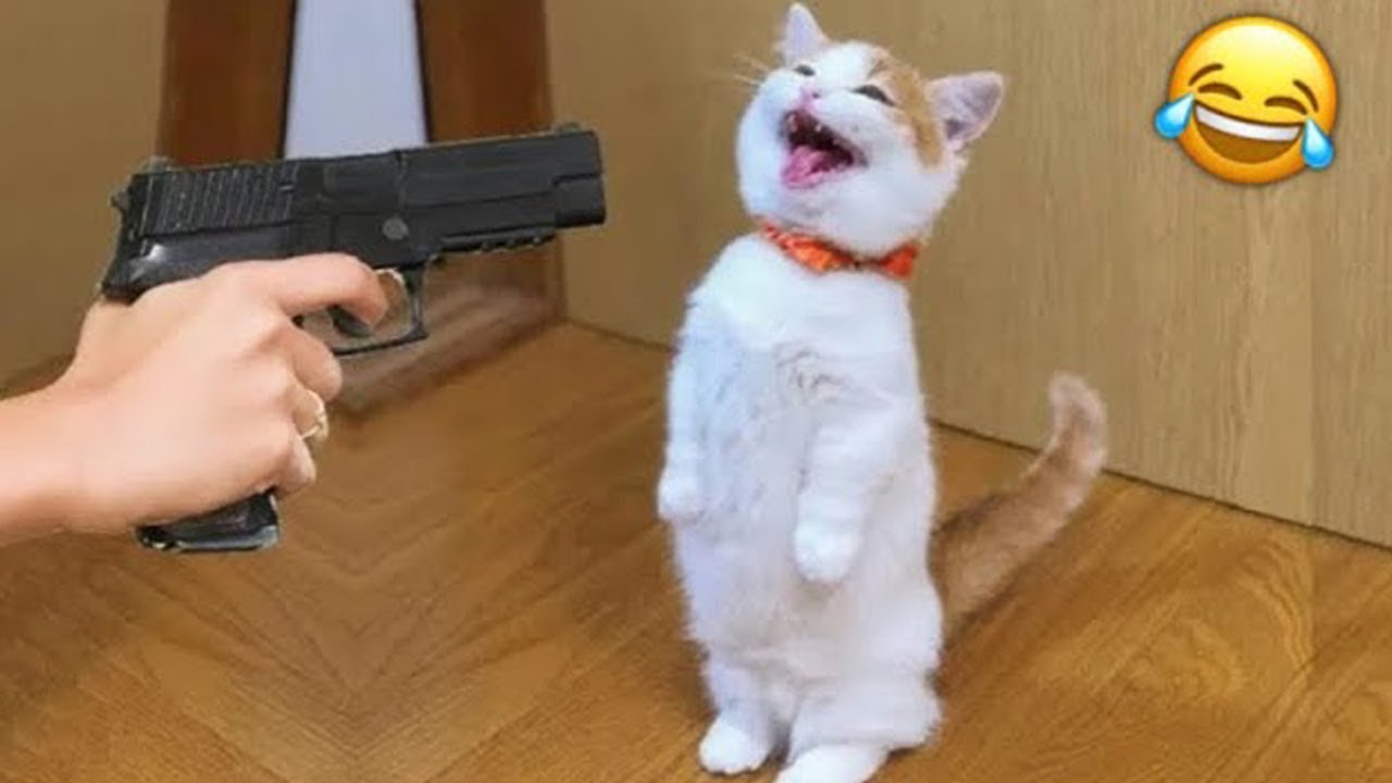 Попробуй не засмеяться 😂 Самые смешные животные 😹🐶 Часть 10
