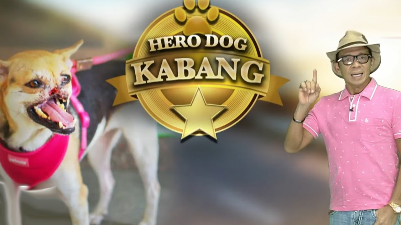 Hero dog 'Kabang', pumanaw na | Kaunting Kaalaman