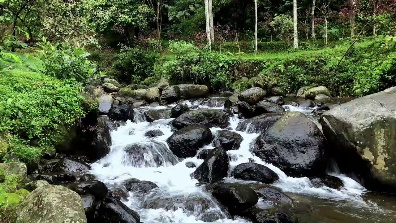 Soothe your tired heart with natural river flow in a mist-covered forest creek for calming rest