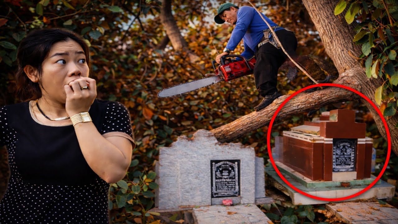 Cưa C&acirc;y V&uacute; Sữa NGAY TRONG ĐƯỜNG CH&Ugrave;A N&Uacute;I NƯỚC &ndash; Nhiều Thợ Tới Rồi Bỏ Đi 😱