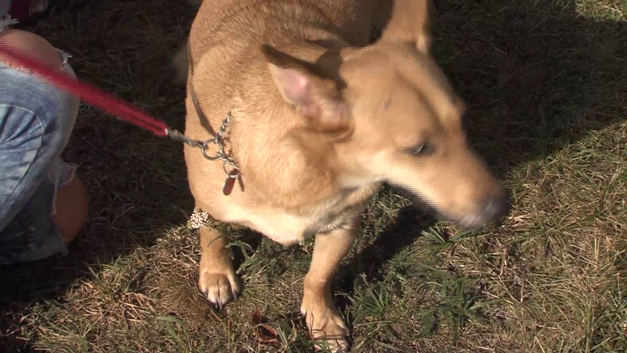 Piła: Parada ps&oacute;w