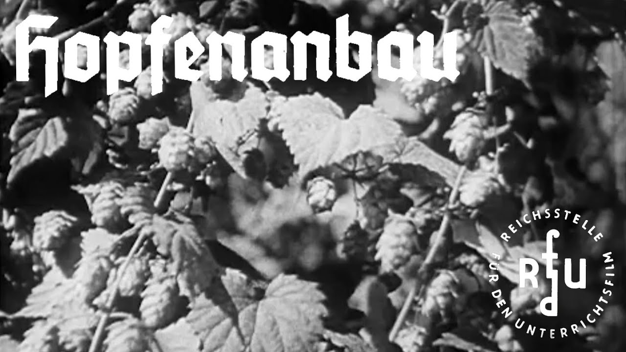 Hopfenanbau | 1937 | RfdU