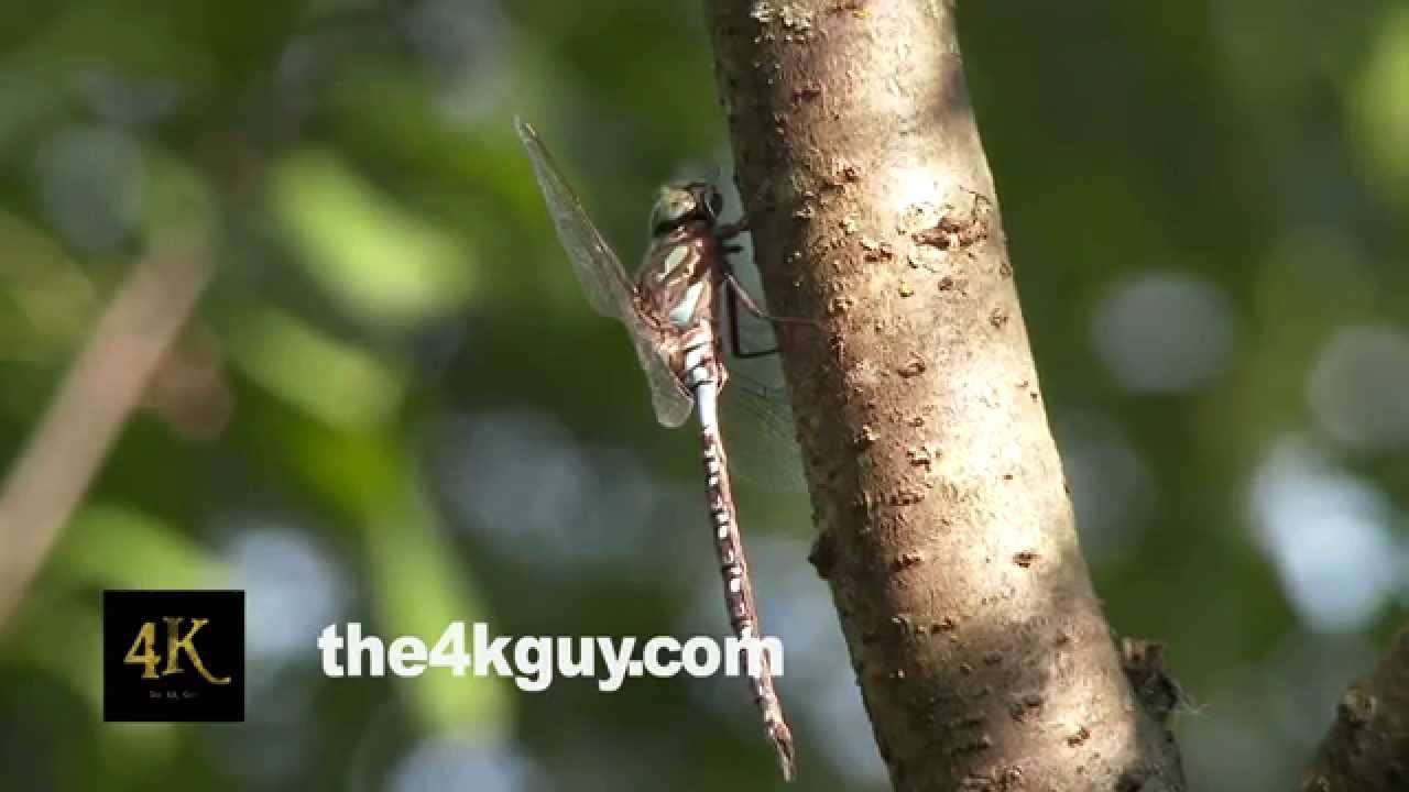 4K UHD 60fps - Canada Darner Dragonfly (Aeshna canadensis) taking wing of a large branch in the sun