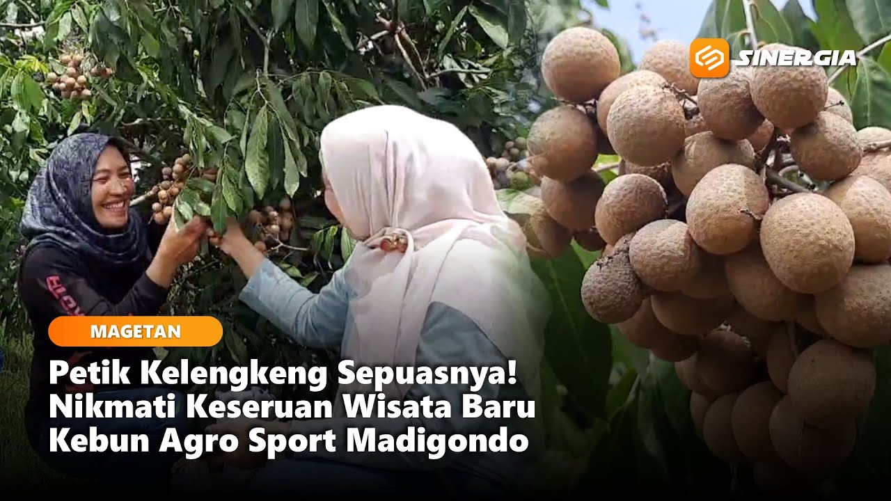 MAGETAN - Petik Kelengkeng Sepuasnya! Nikmati Keseruan Wisata Baru Kebun Agro Sport Madigondo