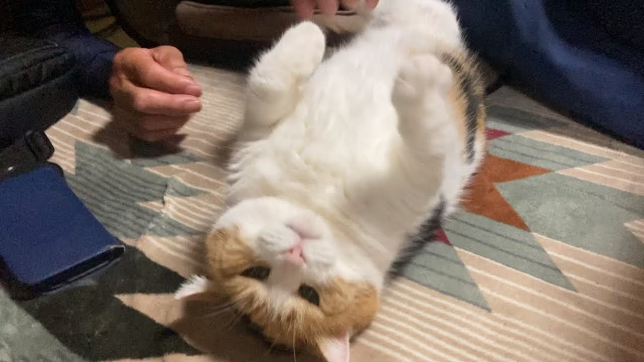 【三毛猫】父のそばを離れない猫（2023年7月24日）