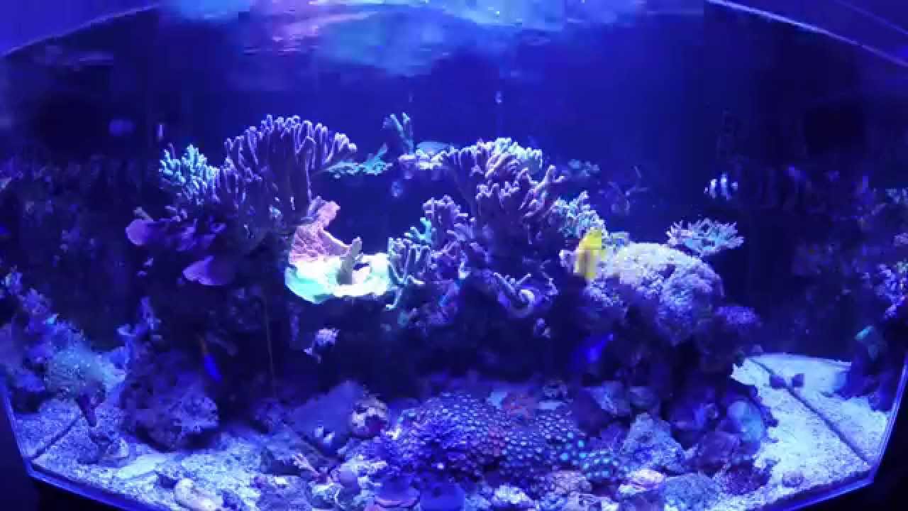 Time Lapse TMC Signature 900 SPS Dominated Reef Tank