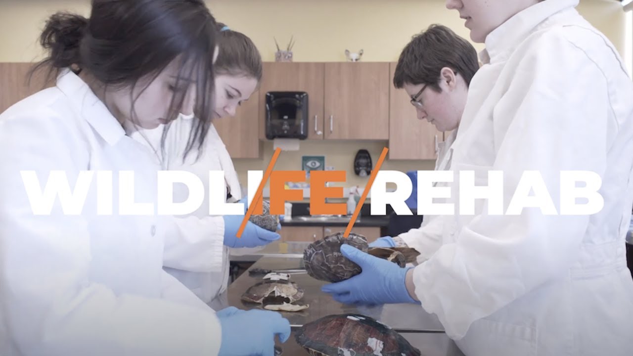 Vet Tech Wildlife Rehabilitation - Veterinary Sciences | Northern College