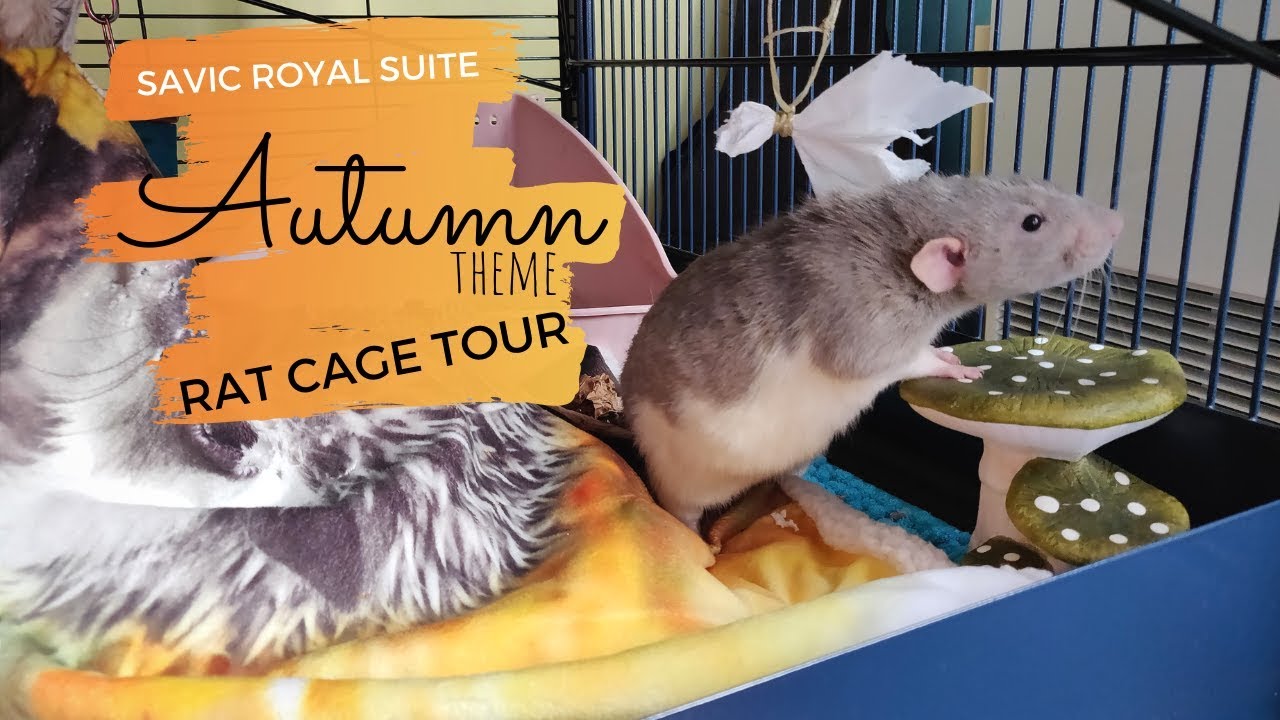 Autumn Themed Rat Cage Tour // Savic Royal Suite 95 Double | DIY Pets & Life