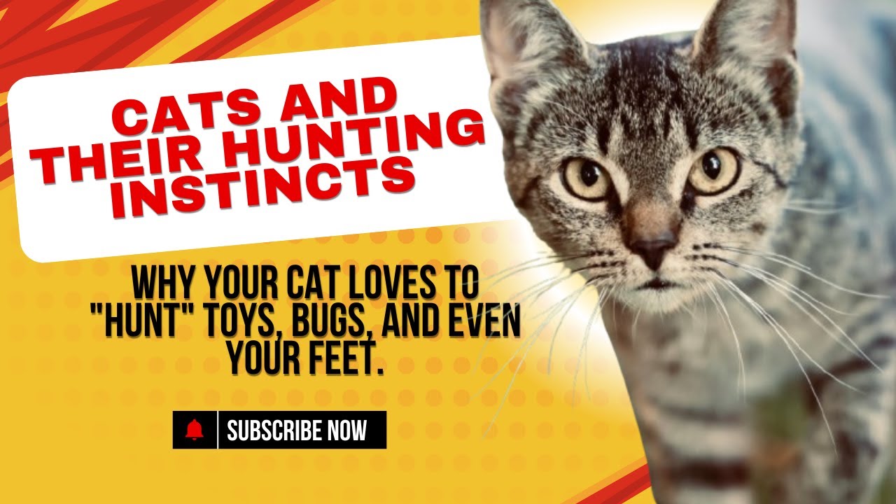 Why Your Cat Loves To Hunt &mdash; Unleashing The Feline Instinct !