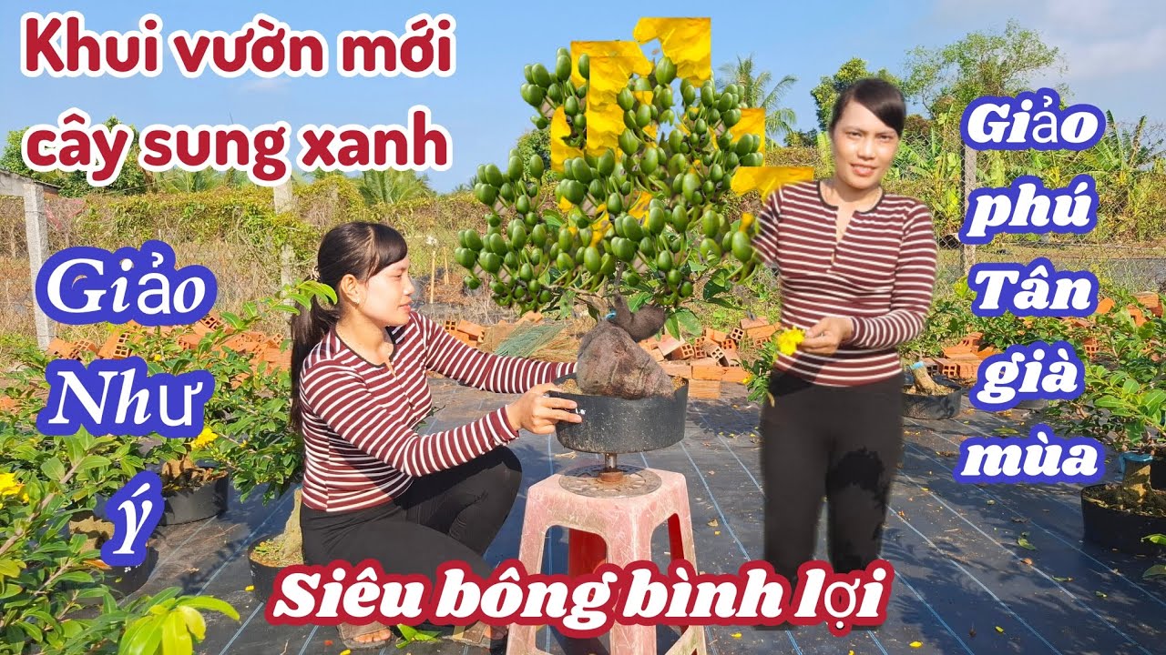 05/03/2026💥Mai vàng mai giống mới, siêu bông bình lợi, giảo như ý gốc nhớt quấn rể già mùa 