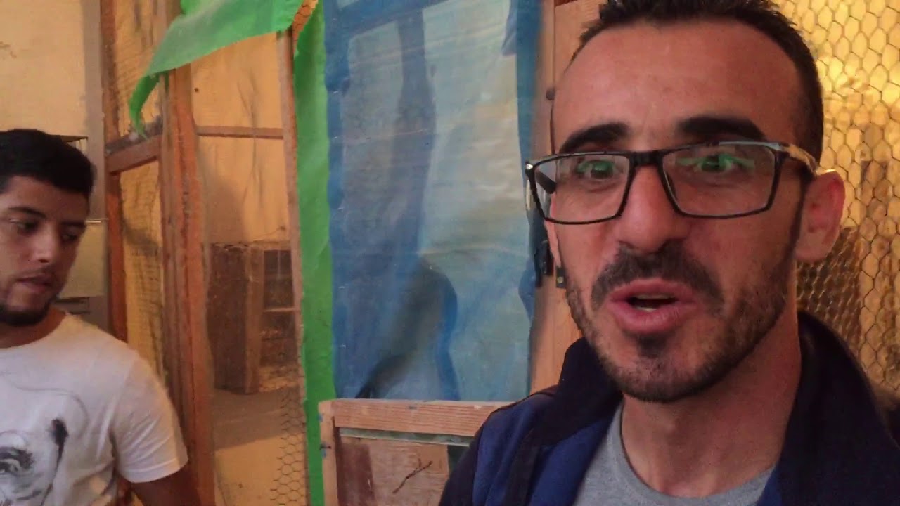 Pigeon voyageur oujda الهاوي فيصل بمدينة وجدة