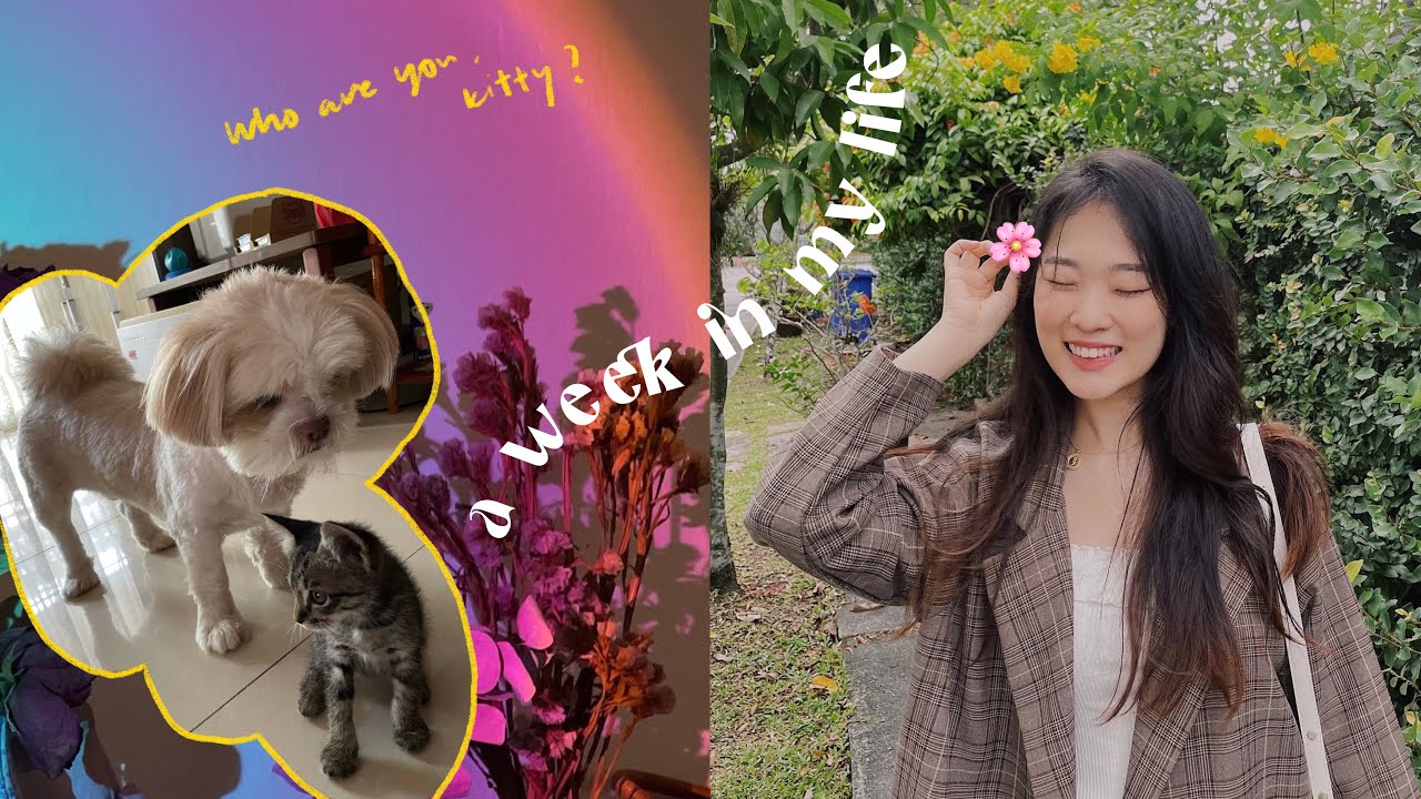 a week in my life | my comfort food, rehoming a stray kitten, got a new sunset lamp