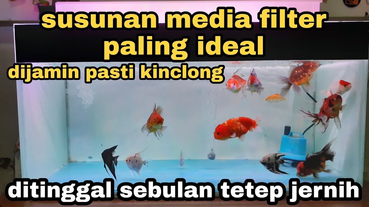 Cara Membuat Air Aquarium Jernih - Susunan Media Filter Aquarium Terbaik