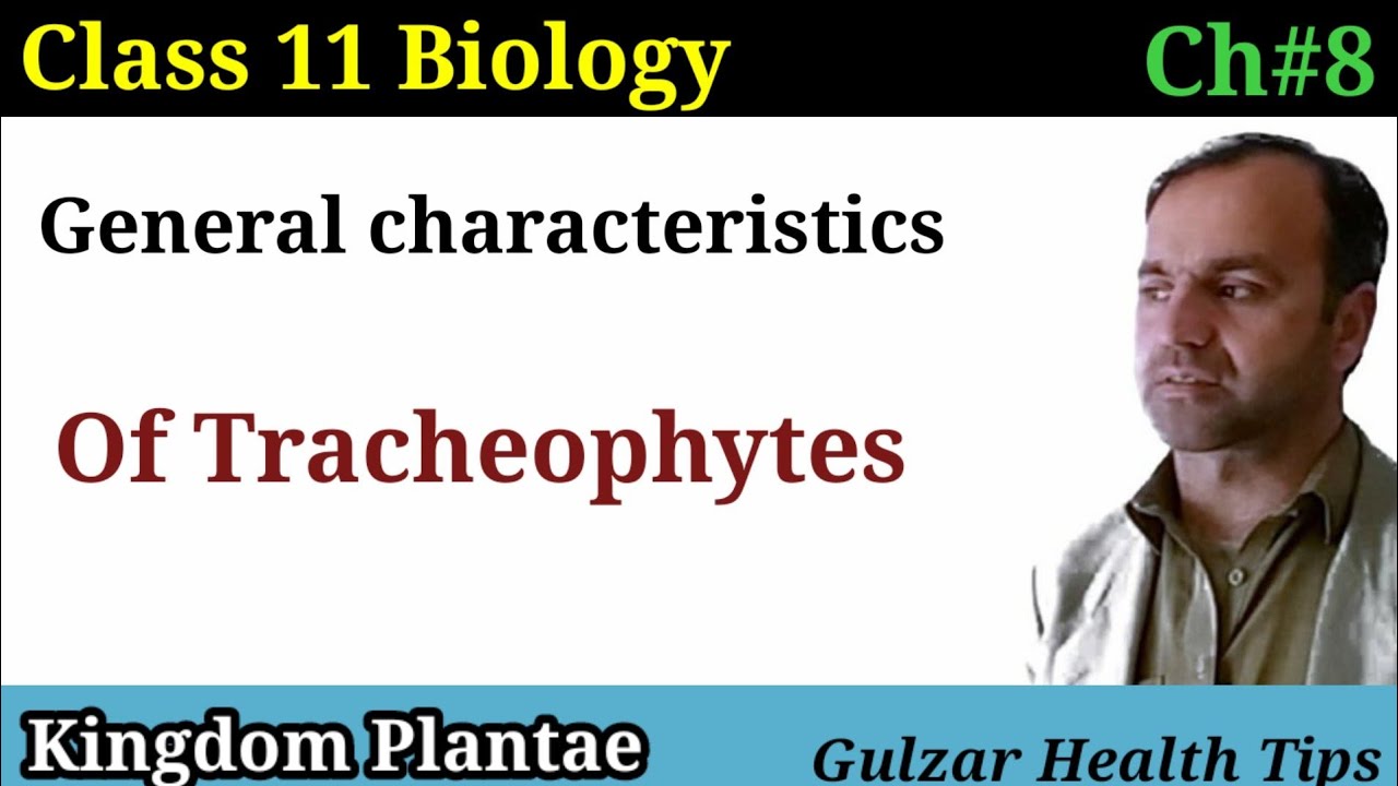 General characteristics of Tracheophytes | seedless vascular plants | class 11th Biology.