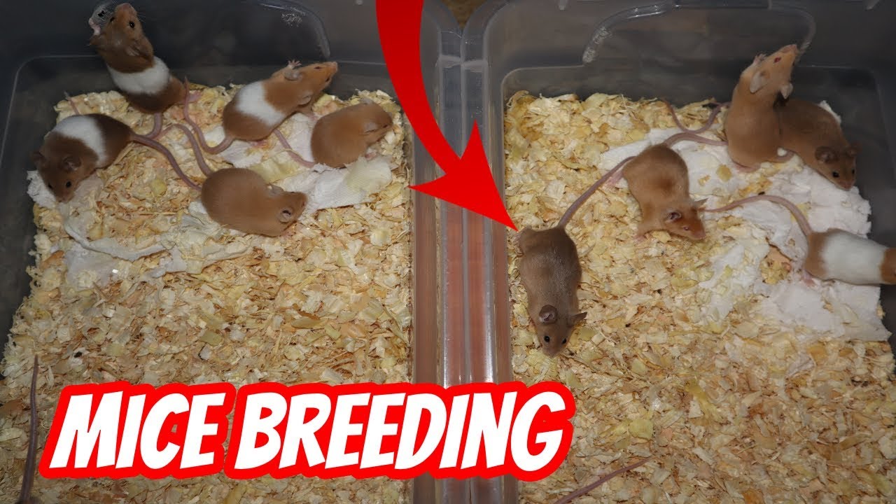 THE START OF MICE BREEDING