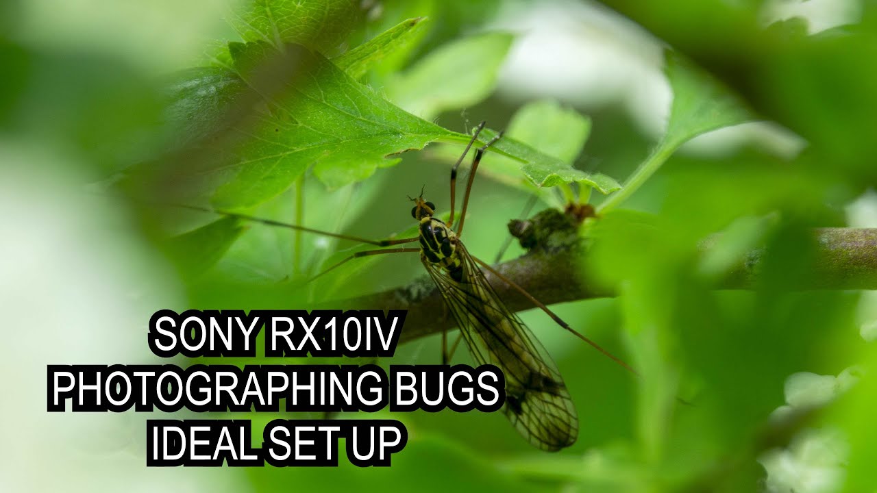 Sony Rx10iv Photographing bugs Ideal Setup