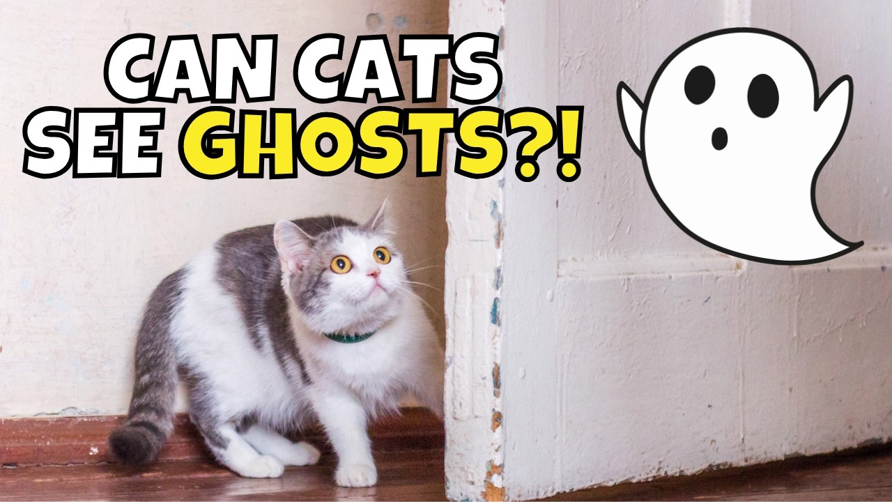 Can Cats See Ghosts? What Science, Faith, and Folklore Say