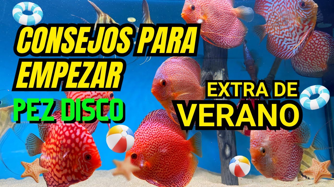 CONSEJOS Para Empezar Con Peces Discos: QUE SABER ANTES de EMPEZAR | &iexcl;EXTRA DE VERANO EN 4K!
