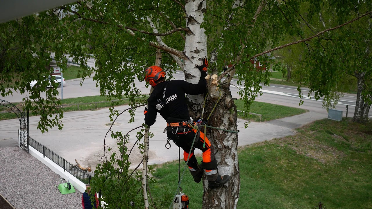 Trädfällning på tomt (begränsat utrymme) / tree cutting