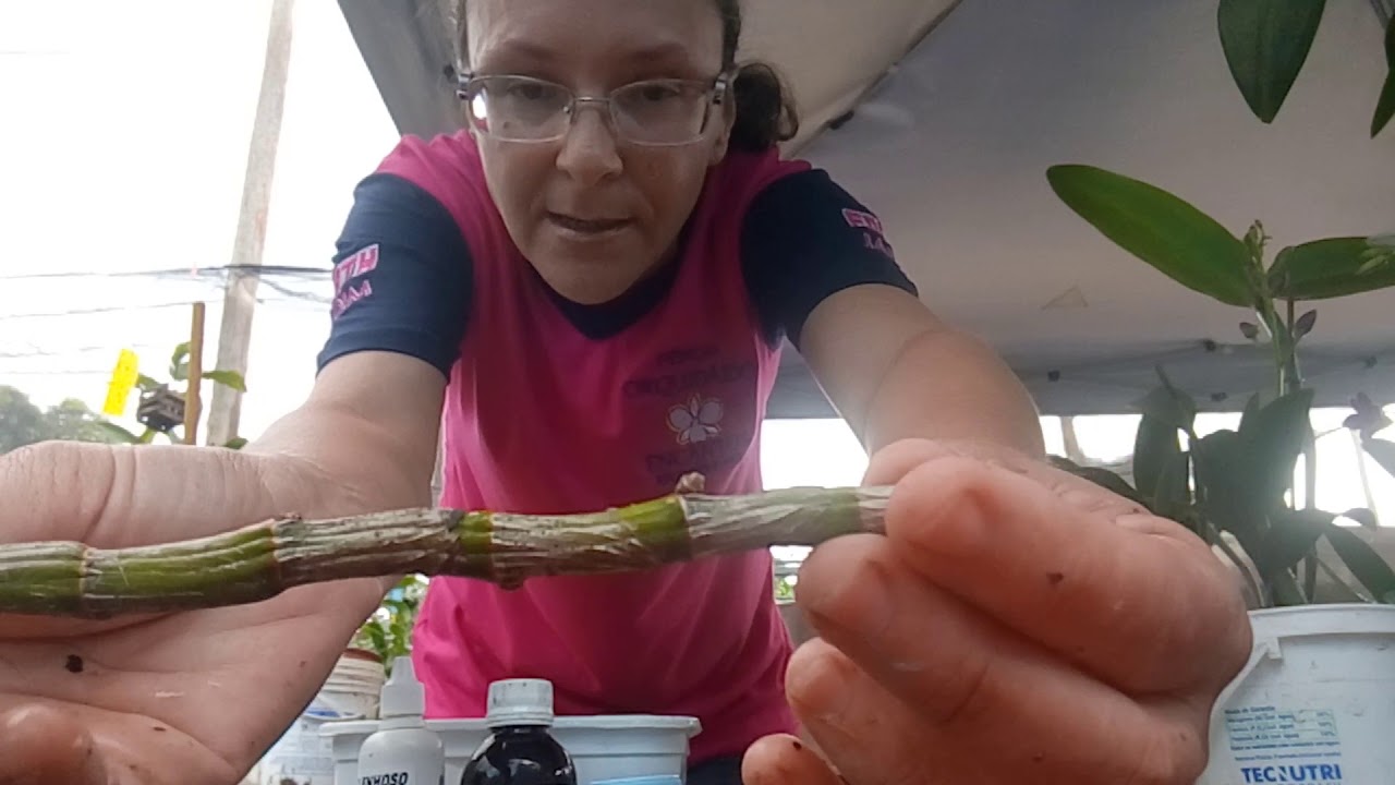 COMO FAZER MUDAS DE DENDROBIUM